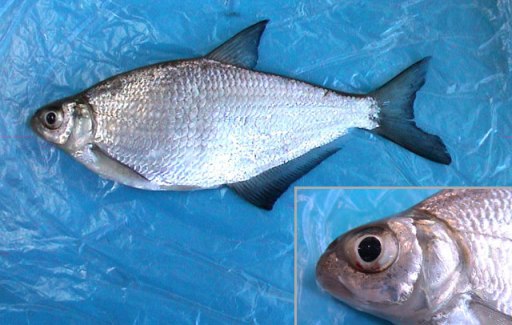 Отличия язи и плотвы при рыбалке: основные различия и характеристики