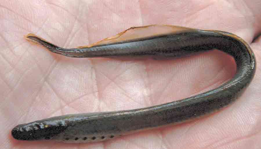 Фото и описание калуги - рыбы рода Калугов